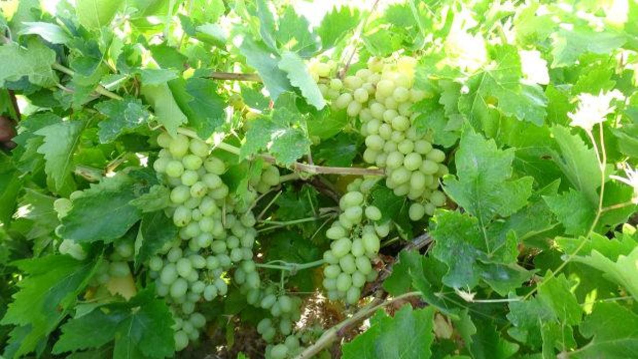 Malatya&rsquo;nın unutulan lezzeti d&uuml;nya yolunda! Tahannebi i&ccedil;in ihracat hedefi a&ccedil;ıklandı