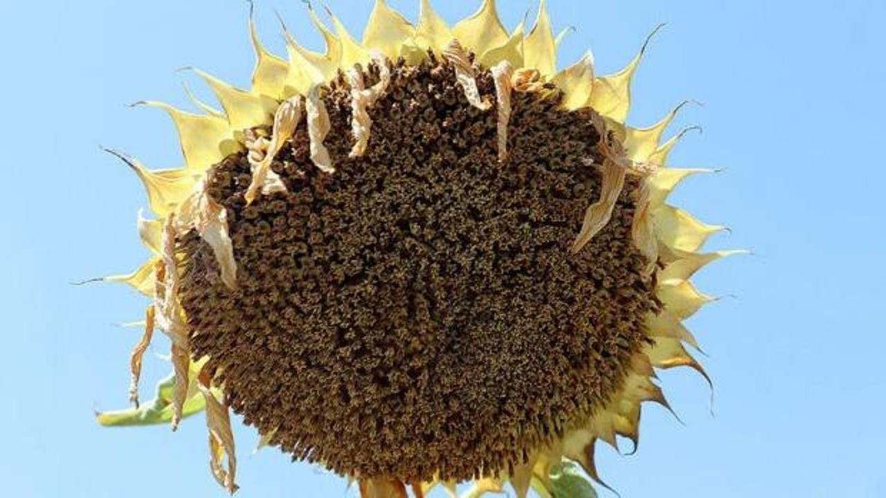 Trakya'da ay&ccedil;i&ccedil;eğinde g&ouml;zler hasat d&ouml;nemine &ccedil;evrildi