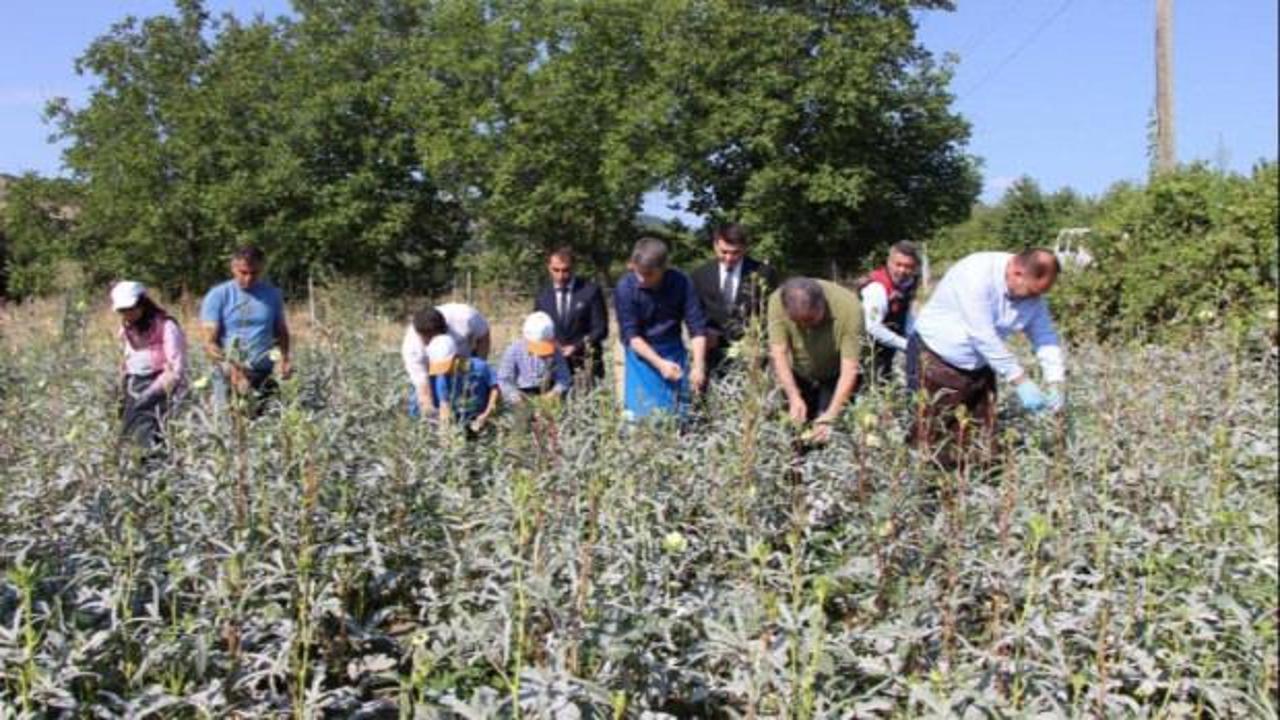 Amasya'nın tescilli sarı altını: Kilosu tam 1400 lira!