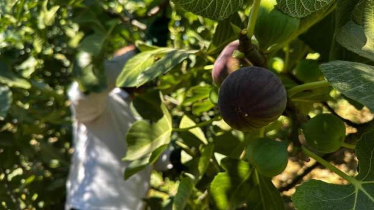 Avrupa'nın g&ouml;zdesi: "Bursa Siyahı" incirinde hasat başladı