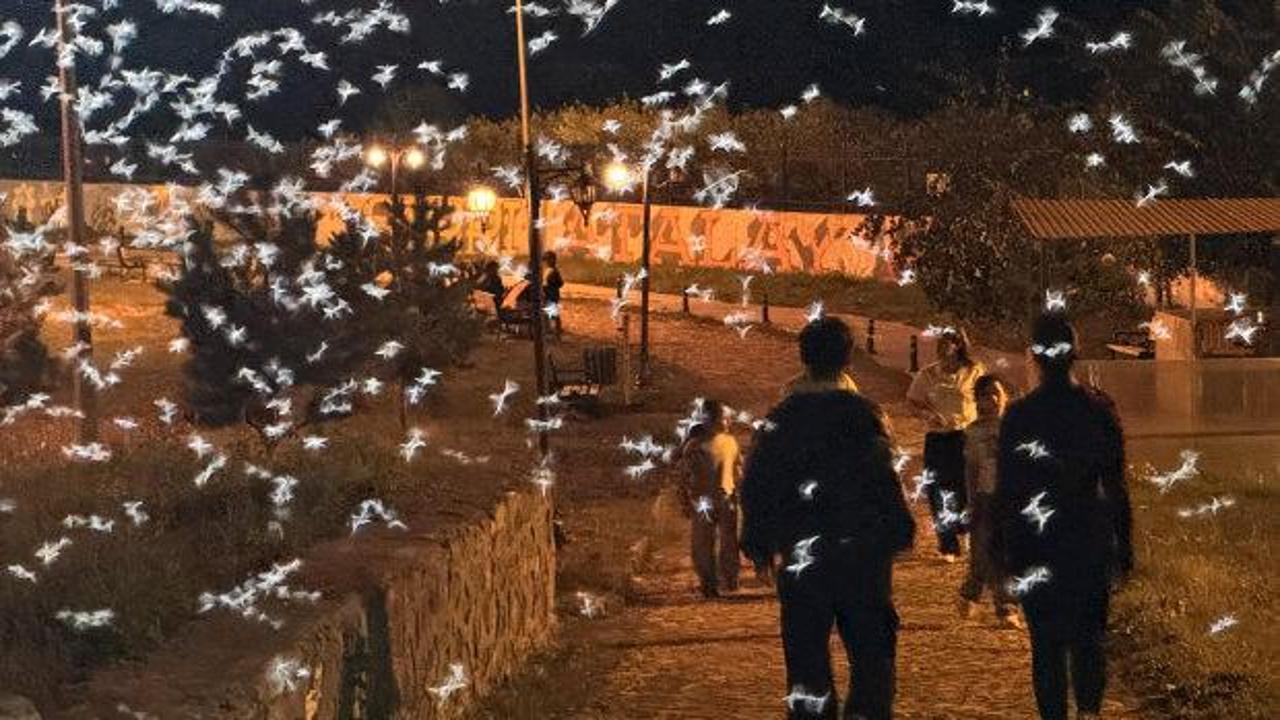 Ardahan'da 'Ölüm Dansı' Olayı Başladı: Sinekler Köprü Çevresini Sardı