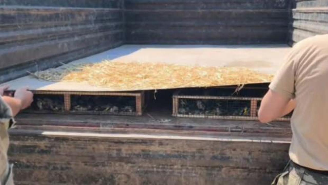 Hatay'da trakt&ouml;r r&ouml;morkunda binlerce saka kuşu &ccedil;ıktı! S&uuml;r&uuml;c&uuml;ye 19,8 milyon TL ceza kesildi