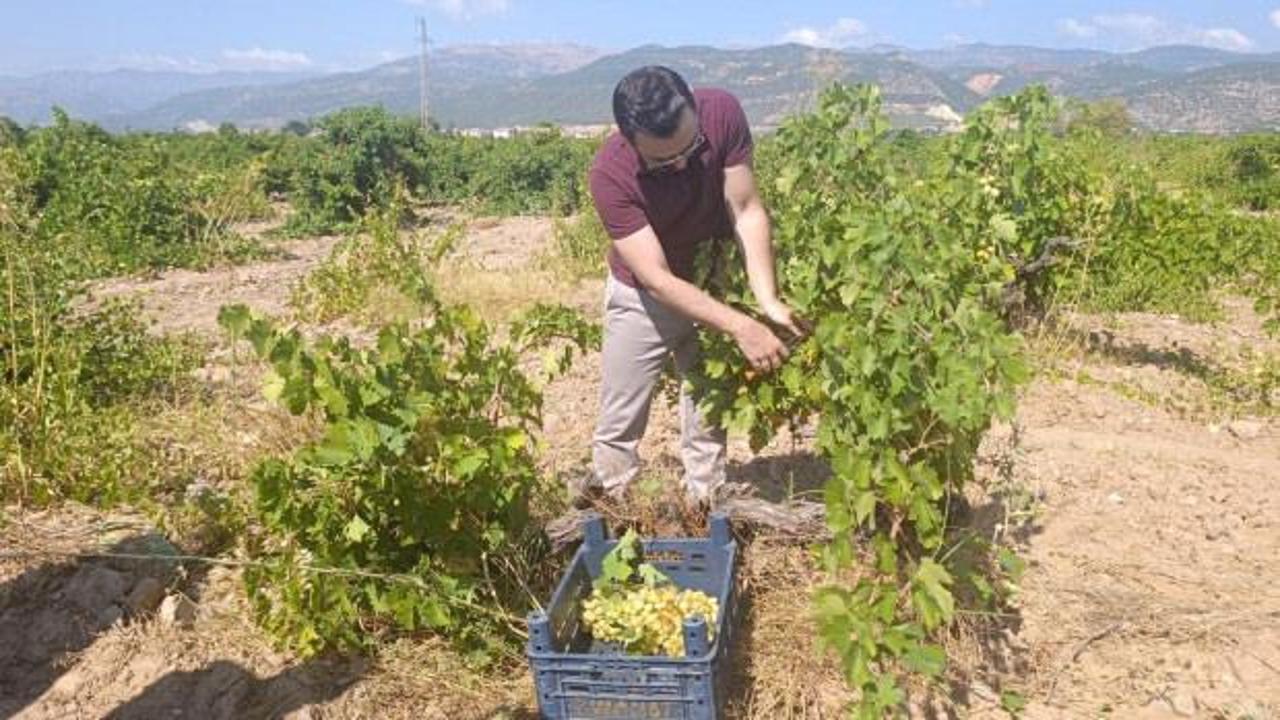 İslahiye&rsquo;de &uuml;z&uuml;m hasadı başladı