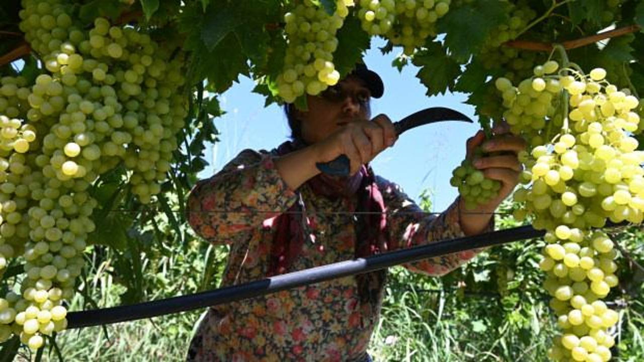 Manisa&rsquo;da Sultani &uuml;z&uuml;m hasadı başladı: Gecikmenin nedeni belli oldu