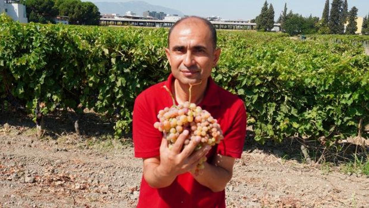 Manisa'da yapılan hasat dikkat &ccedil;ekti! G&ouml;r&uuml;nt&uuml;s&uuml; &uuml;z&uuml;m, tadı &ccedil;ilek 