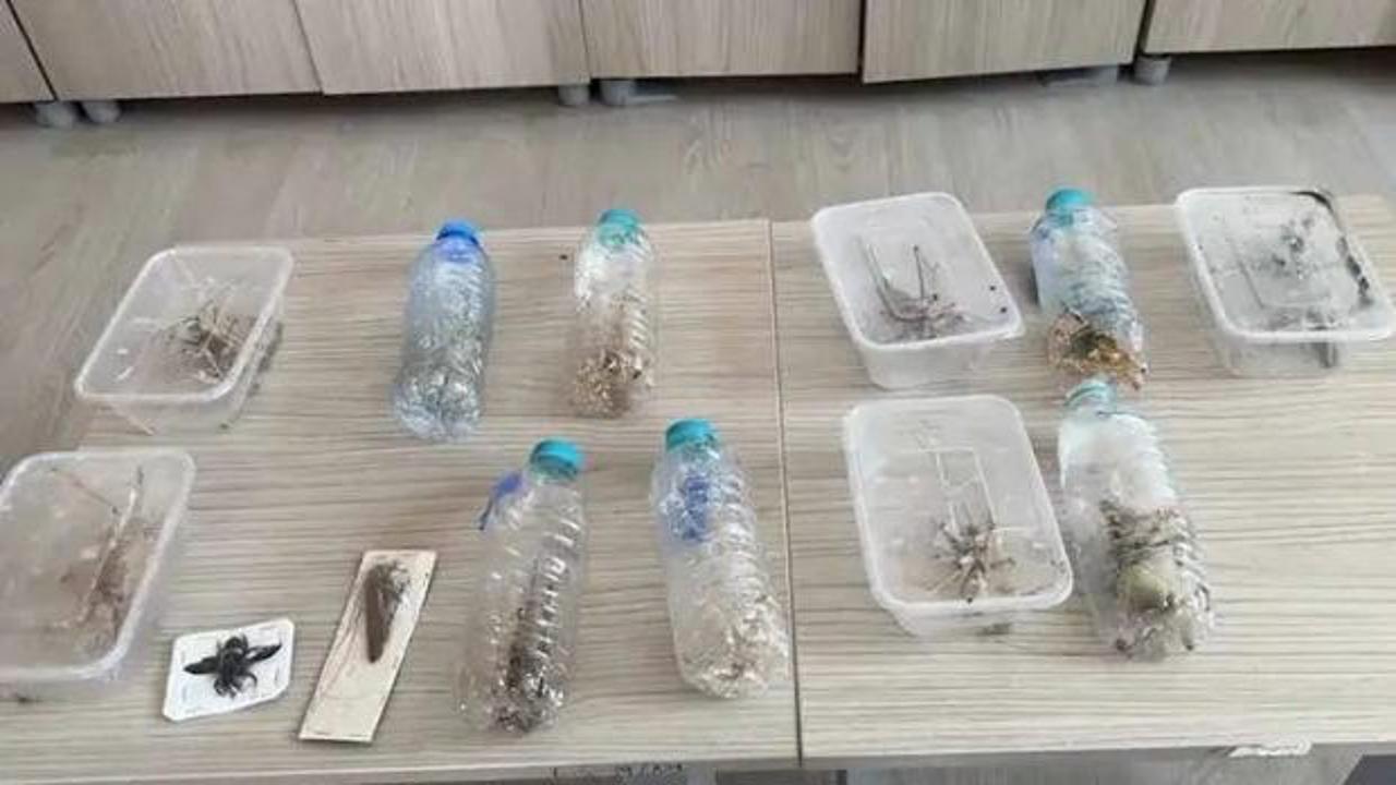 Nemrut Dağı'ndan &ccedil;ekirge toplayan 2 kişiye 1,4 milyon lira ceza