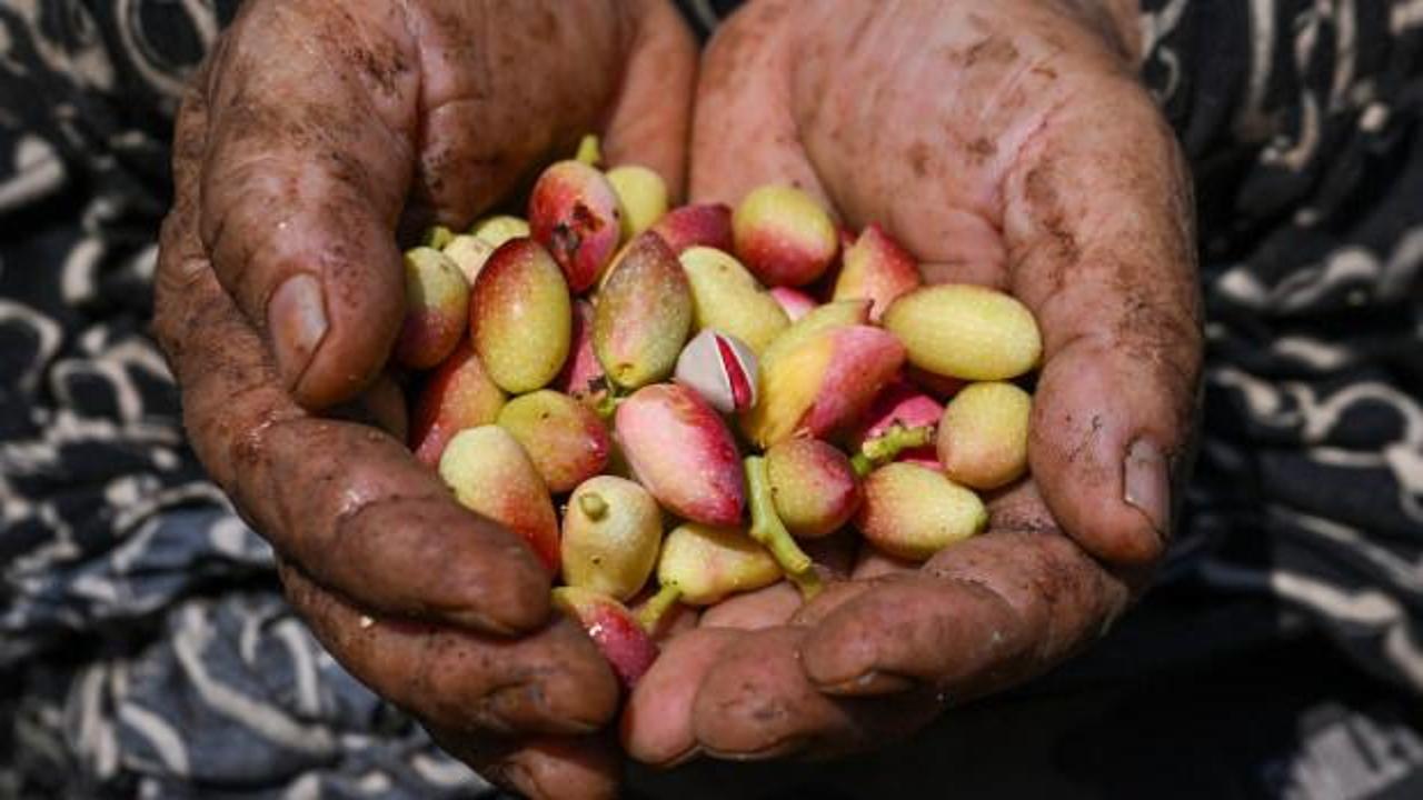 Baklavanın yeşil altınında hasat başladı: Rekolte beklentisi 60 bin ton