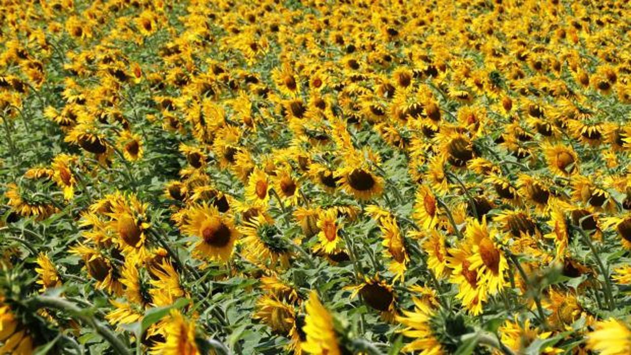 Ay&ccedil;i&ccedil;eği alımları başladı: &Uuml;reticiye 122 milyon liralık destek