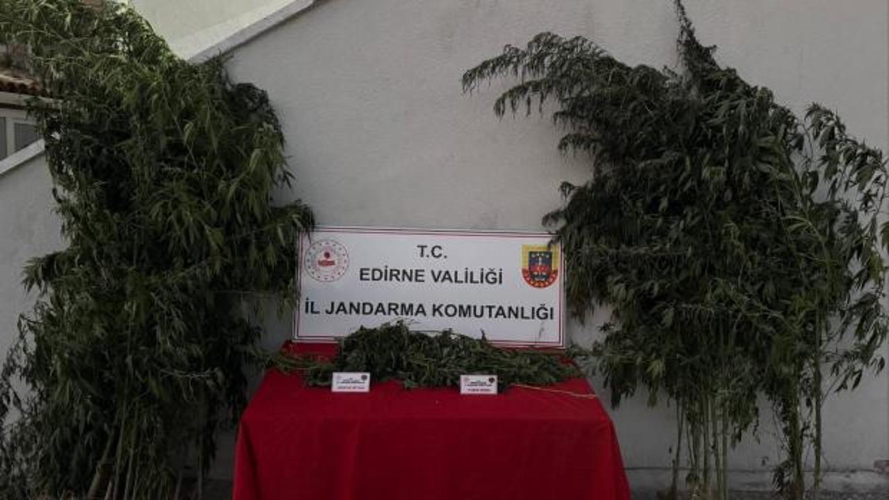 Kamu arazisine kenevir ekti, bitkileri sularken yakayı ele verdi