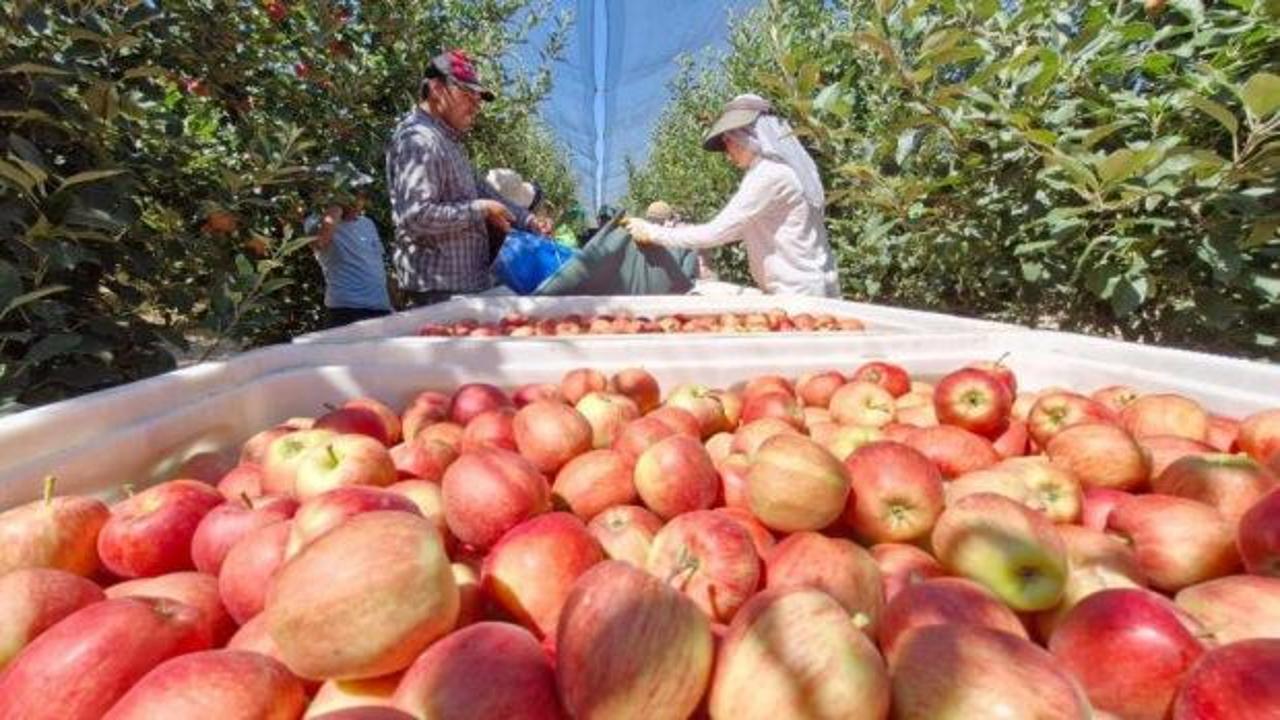 Karaman'da erkenci elma hasadı başladı: Rekolte y&uuml;ksek