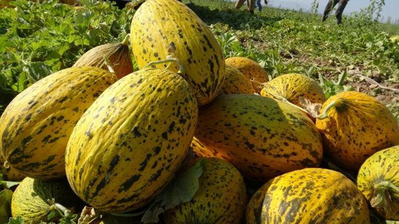 Malatya&rsquo;da kavun bereketi! 3 ay hasat s&uuml;recek!