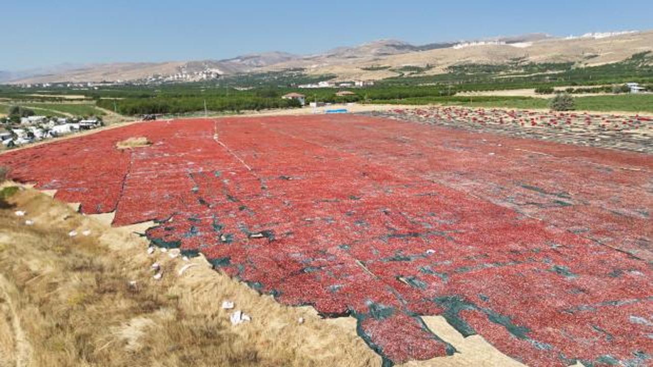 Malatya&rsquo;da kayısıya alternatif olarak &uuml;retilmeye başlanmıştı! Tarlalar kırmızıya boyandı