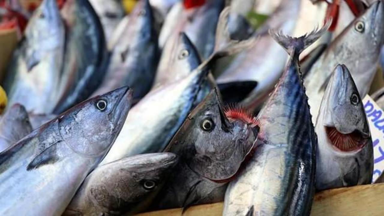 Palamutta bolluk var: Esnaf satıştan, vatandaş fiyattan memnun