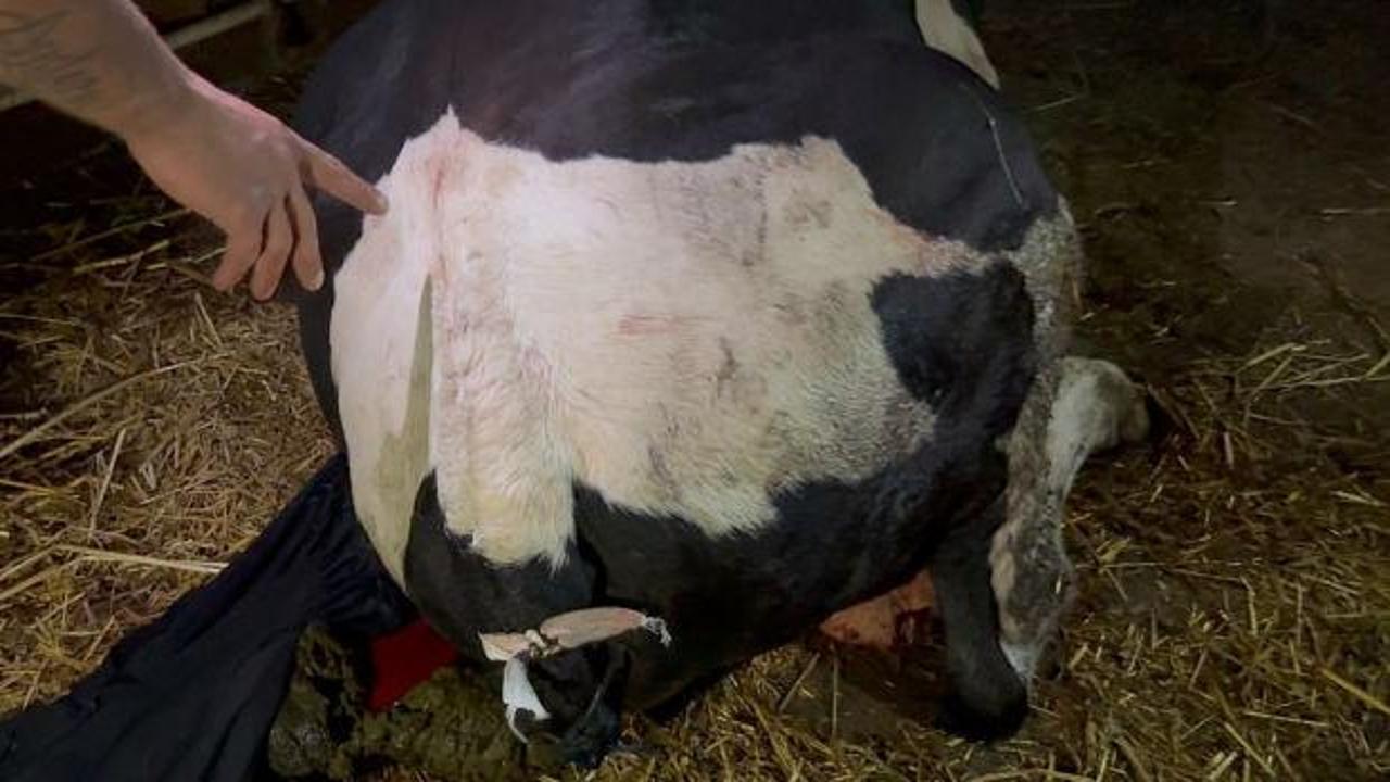 Sakarya'da akılalmaz iddia! Komşusu, danasının kuyruğunu baltayla kesti
