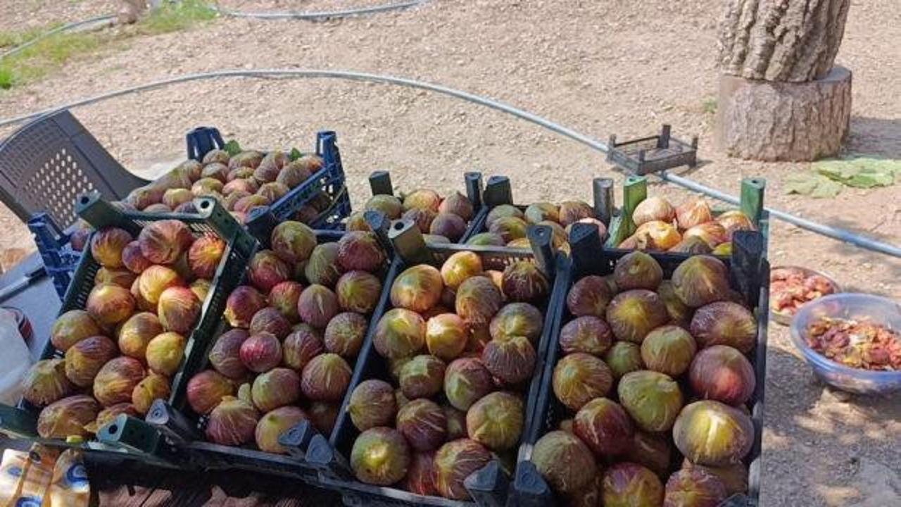Talep patladı! Kilosu 300 TL'den satılıyor