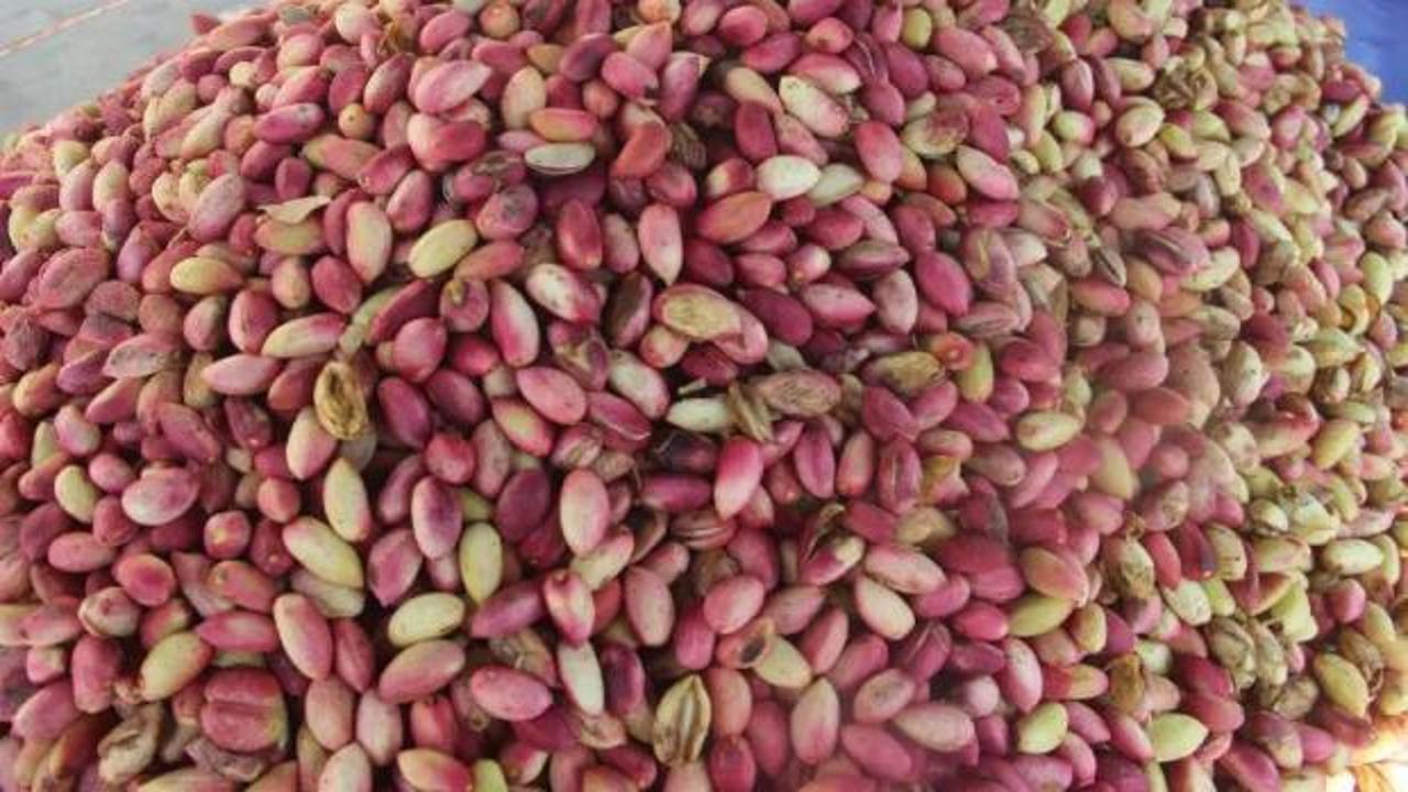 Tezgahlarda yerini aldı! Kilogramı 700 lira