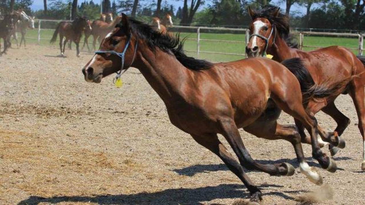 TİGEM&rsquo;in 2026 karında patlama bekleniyor: 1,6 milyar liraya ulaşması tahmin ediliyor