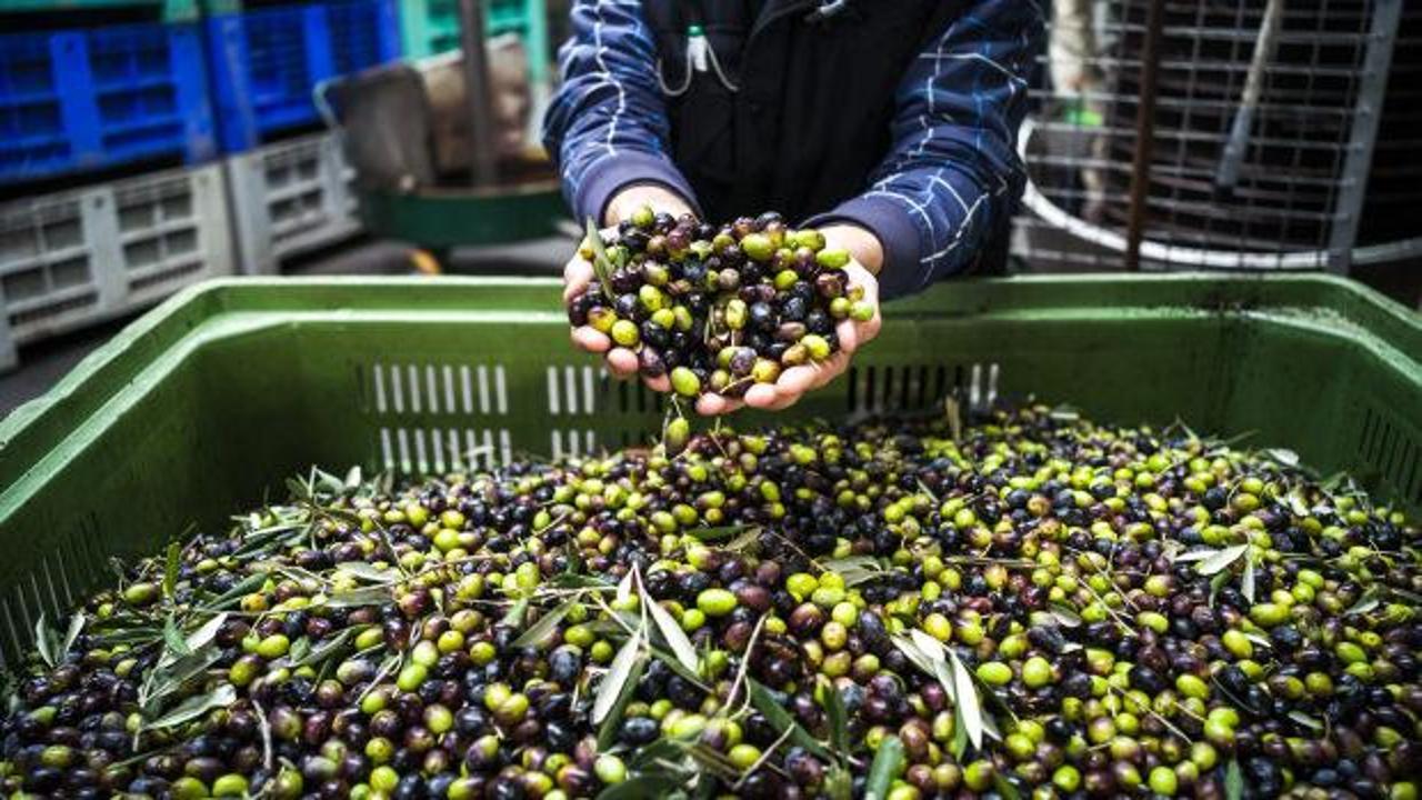 T&uuml;rkiye'nin 40 yıllık zeytin markası iflasın eşiğinde: Mahkemeden 1 yıllık m&uuml;hlet!
