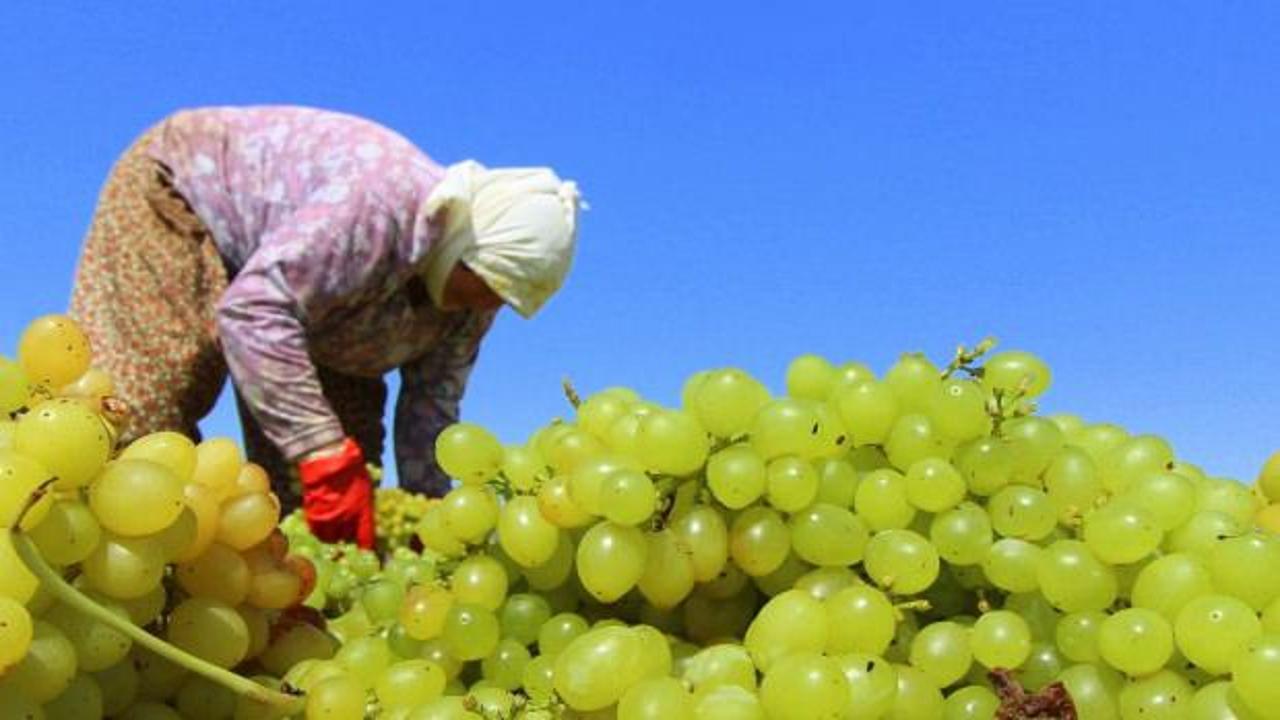 TARİŞ kuru &uuml;z&uuml;m avans fiyatını 80 TL olarak belirledi