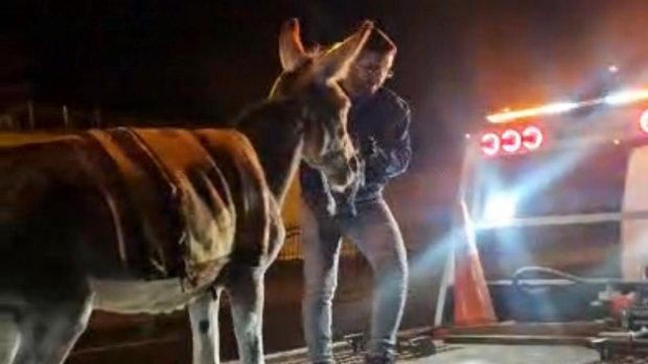 Ankara'da şoke eden olay! Protokol Yolu'na &ccedil;ıkan eşek otoparka &ccedil;ekildi