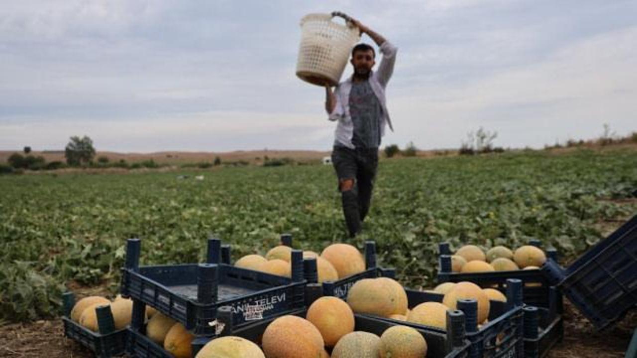 Tarladan direkt vatandaşa sattı: Fiyatı 15 lira ucuzladı!