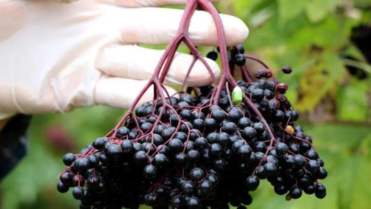 Bağışıklığı g&uuml;&ccedil;lendiriyor: Yiyenlerin v&uuml;cudunu koruma altına alıyor!