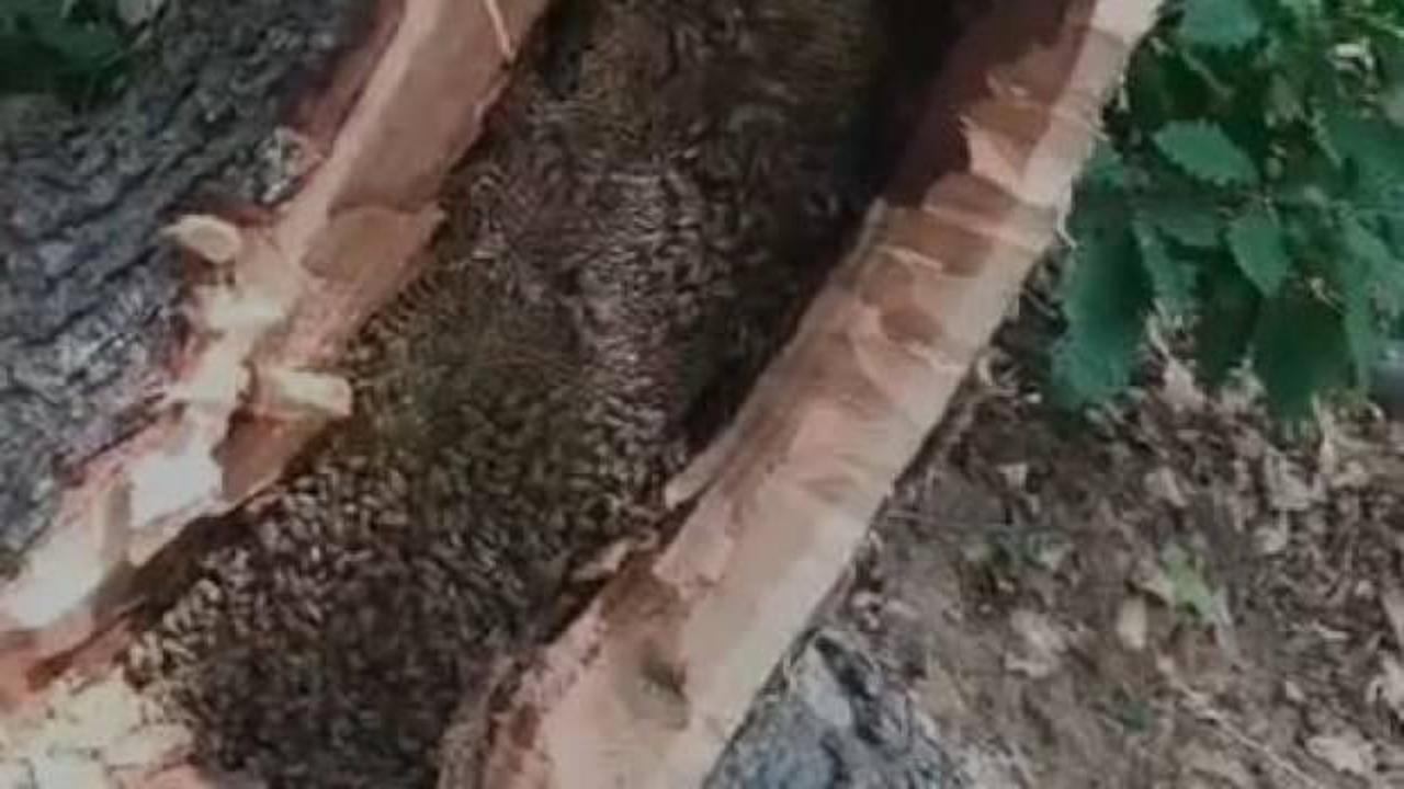  Bing&ouml;l&rsquo;de ağa&ccedil; kovuğundan kilo kilo &ccedil;ıkartıldı 