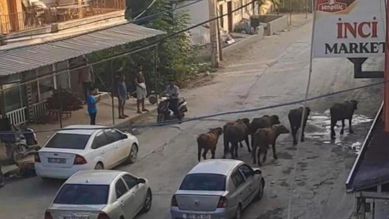 Samandağ Tekebaşı'nda mandalar ana yola indi