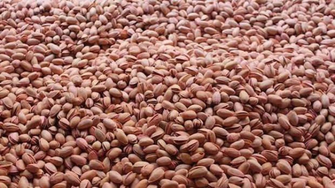 Siirt fıstığında hasat heyecanı: Bu yıl y&uuml;ksek verim bekleniyor! 'Yok yılı' tersine d&ouml;nd&uuml;!