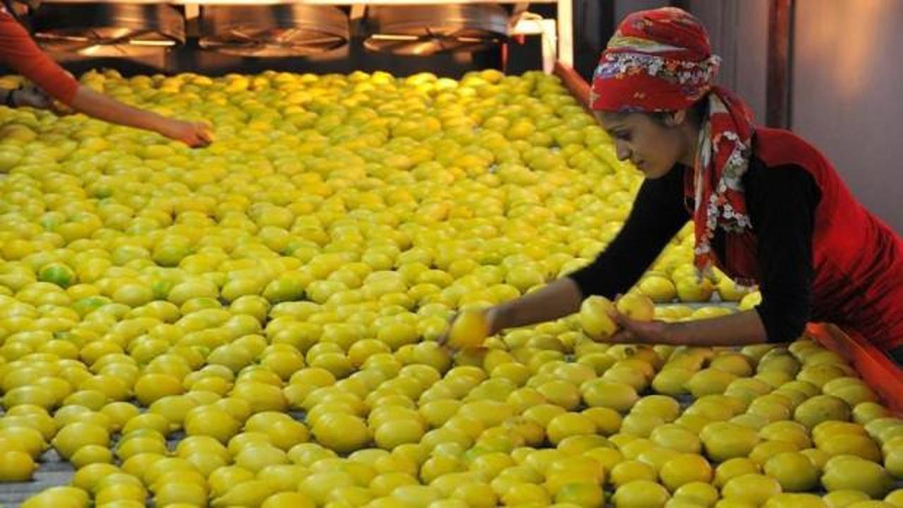 TİGEM a&ccedil;ık artırmayla 1010 ton limon satacak!