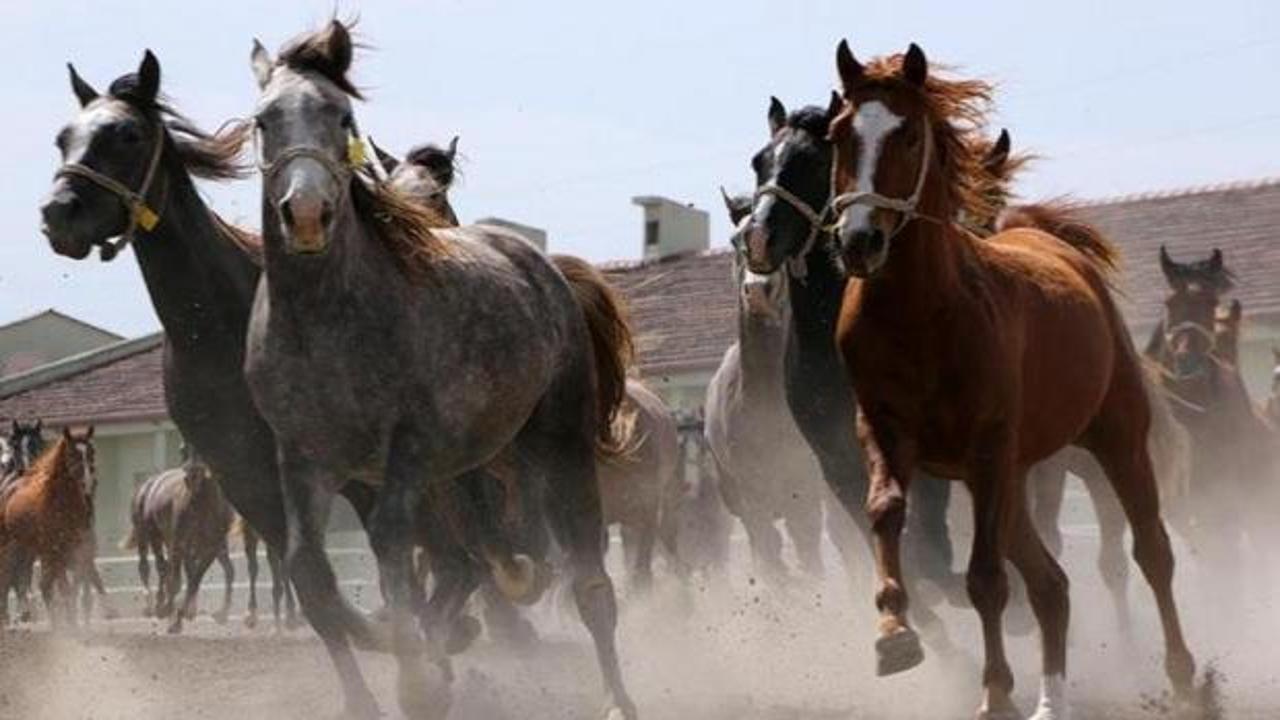 TİGEM duyurdu: Safkan Arap koşu atları satışa &ccedil;ıkıyor!