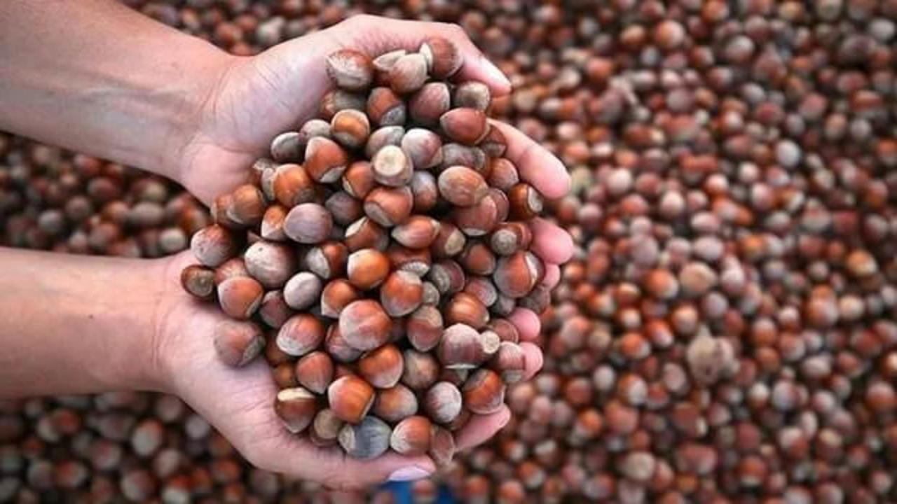 Trabzon'un fındık ihracatı 8 ayda 576 milyon dolara yaklaştı