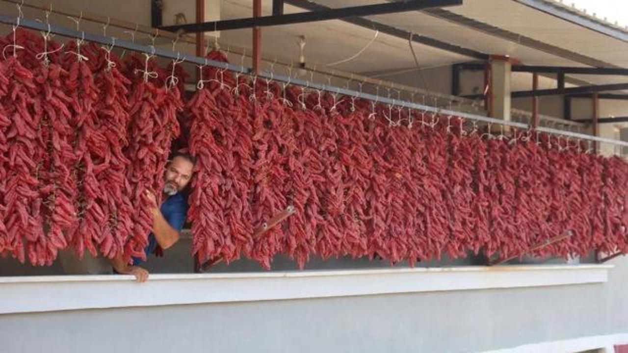 Acısı zehir, kazancı tatlı: Demeti 500 TL'den satılıyor!