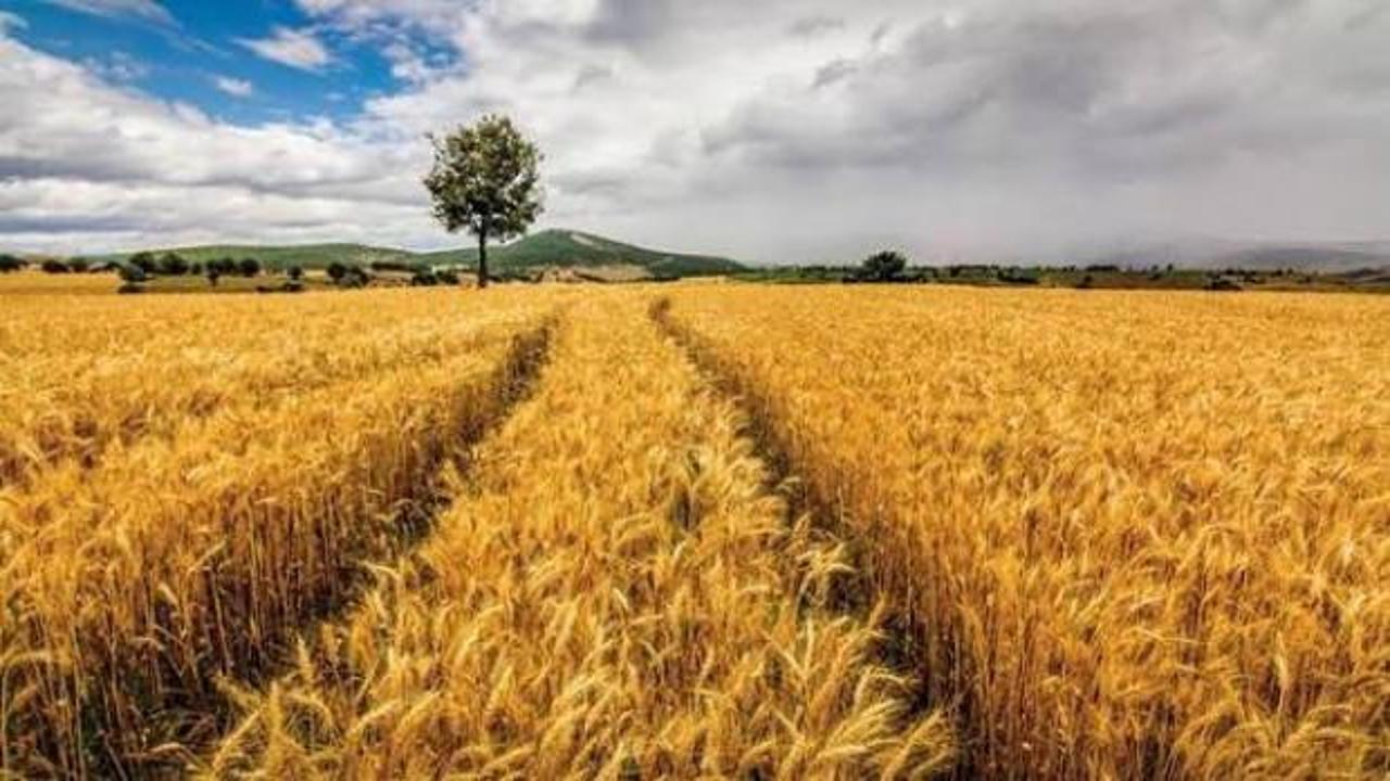 Almanya Tarım Bakanı, T&uuml;rkiye ile işbirliğini geliştirmek istediklerini belirtti