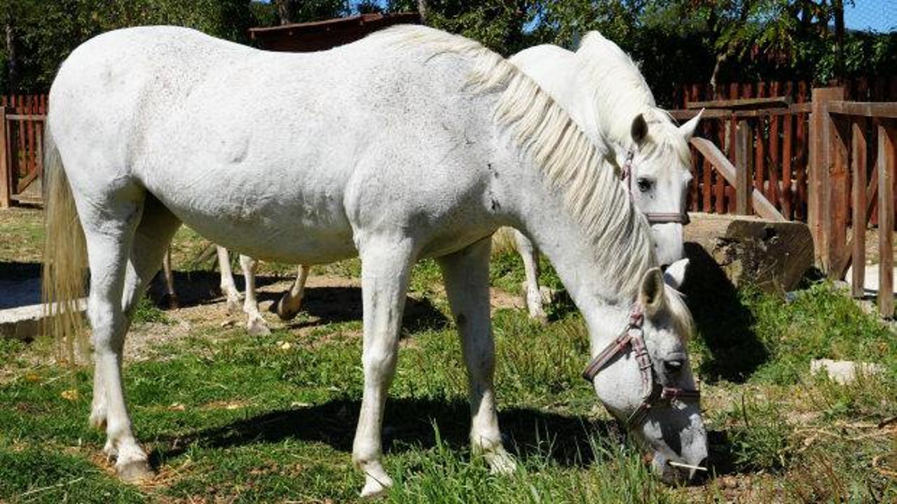 B&uuml;y&uuml;kada'da kullanımı yasaklanan atların akıbeti belli oldu