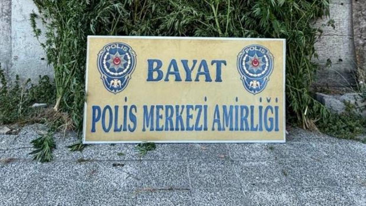 &Ccedil;iftlikte 46 k&ouml;k Hint keneviri ele ge&ccedil;irildi: 1 tutuklama