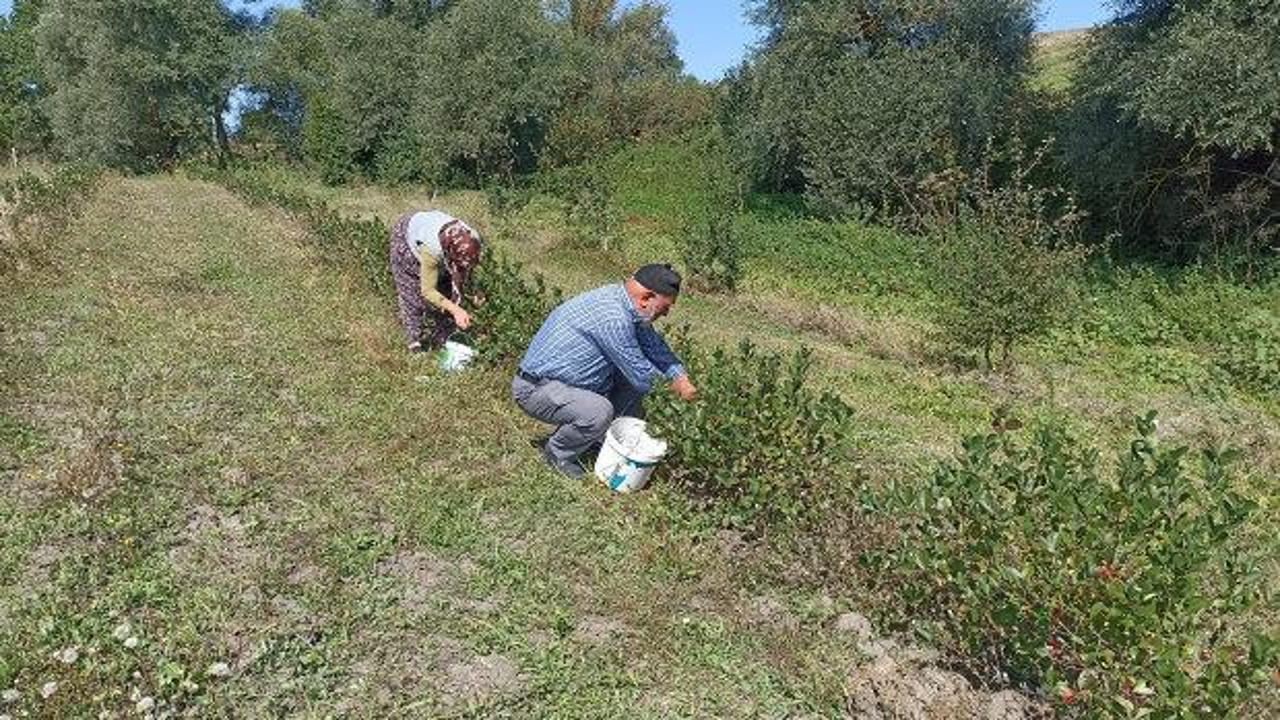 Emekli olup toprağa d&ouml;nd&uuml;ler: Devlet desteğiyle diktiler! Şimdi hasat zamanı!