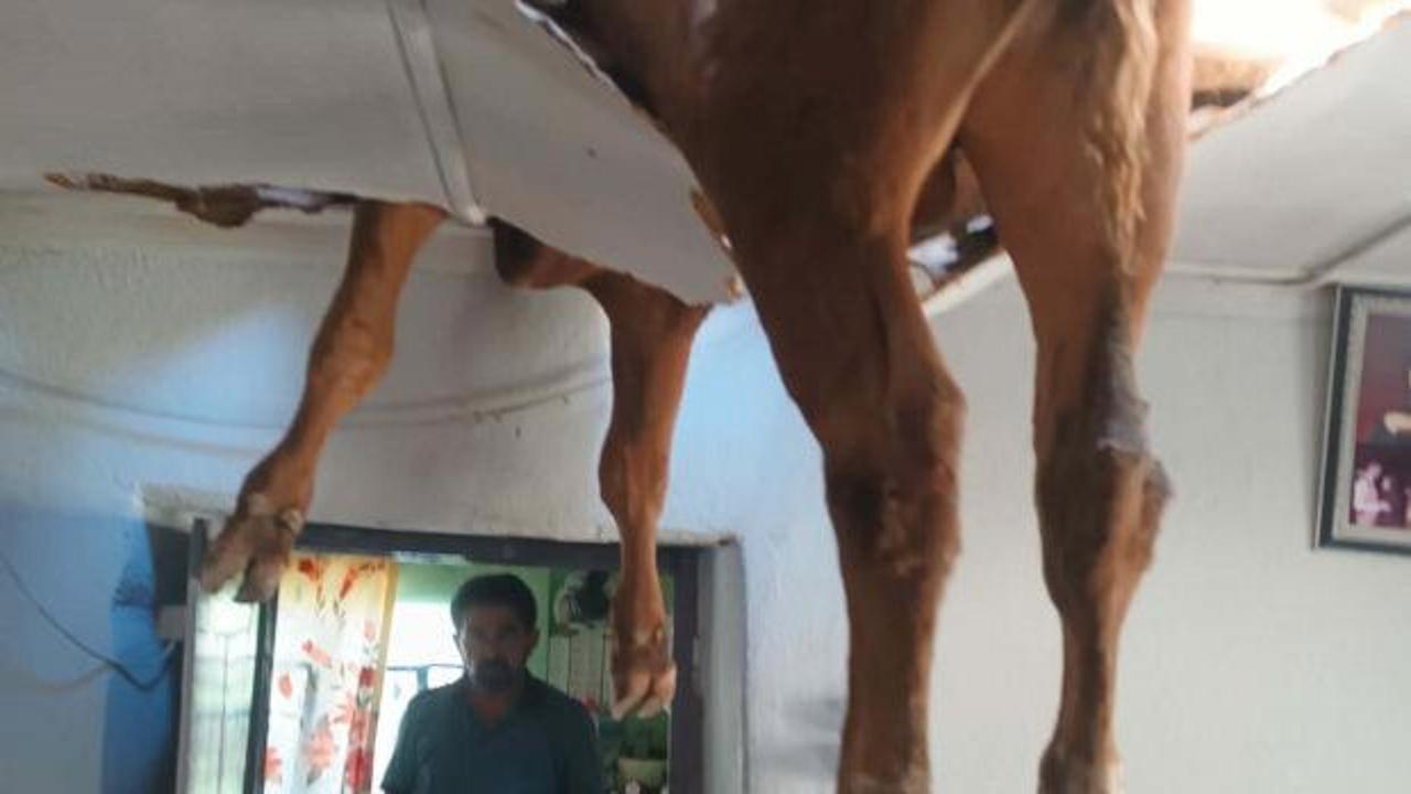 Evin &ccedil;atısına d&uuml;şen boğa, delinen tavanda asılı kaldı