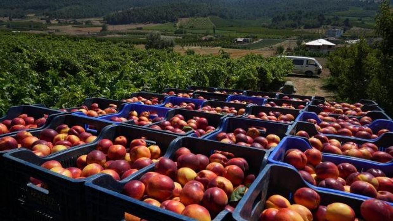 Ge&ccedil;en yıl 70 liraydı, şimdi 20 lira! Rekolte &ccedil;ok ama randıman yok