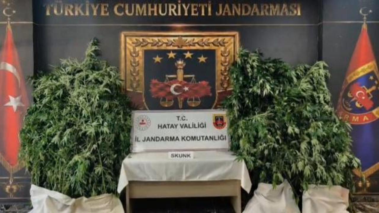 Hatay'da 371 k&ouml;k kenevir ele ge&ccedil;irildi