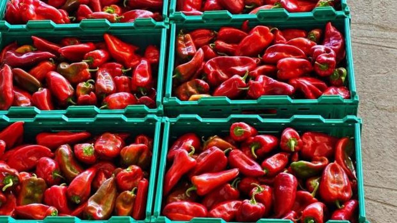 Kapya biber de bolluk fiyatları d&uuml;ş&uuml;rd&uuml;