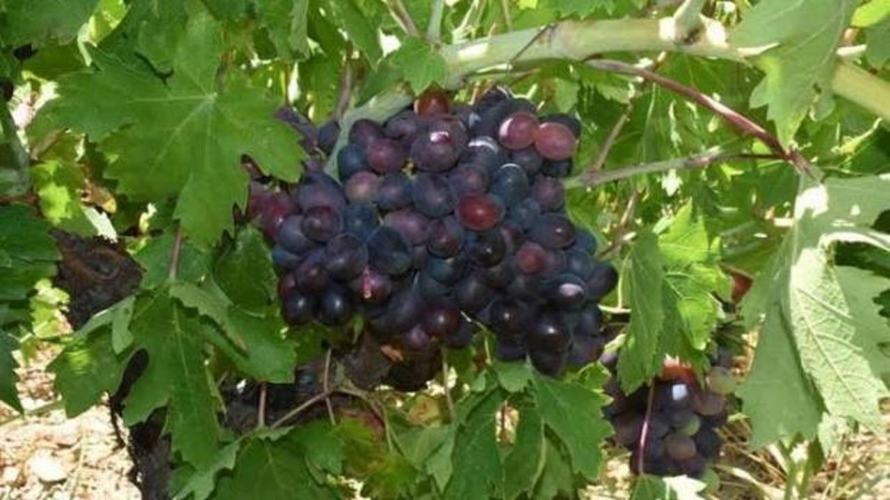 Tarlada 60, markette 200 lira! Kavacık &uuml;z&uuml;m&uuml;nde &uuml;retici dertli!