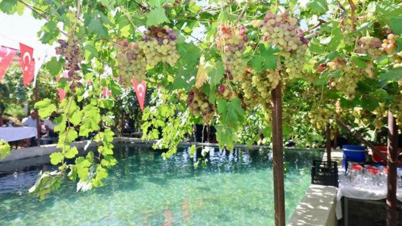 Tescilli &uuml;r&uuml;nde hasat başladı: Tayfi Avusturya sofralarında!