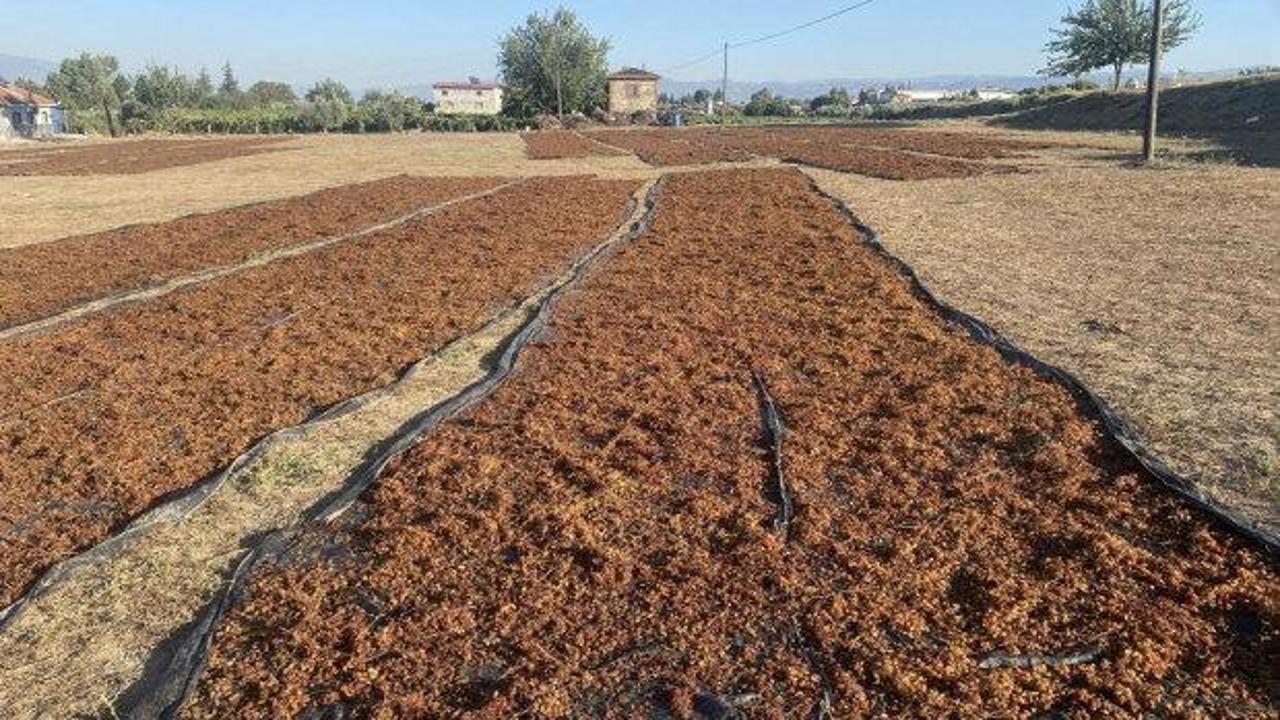 TMO'nun kuru &uuml;z&uuml;m alımı &ccedil;ift&ccedil;iyi rahatlattı
