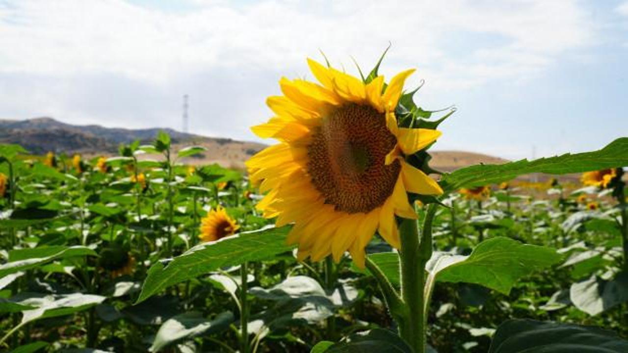 &Ccedil;ift&ccedil;iye ikinci kazan&ccedil; sağlıyor! Buğday hasadının ardından ekildi