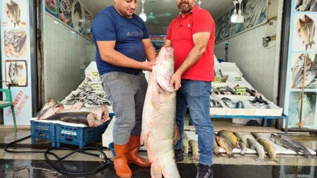 1,5 metre uzunluğunda dev balık tezgaha &ccedil;ıktı!