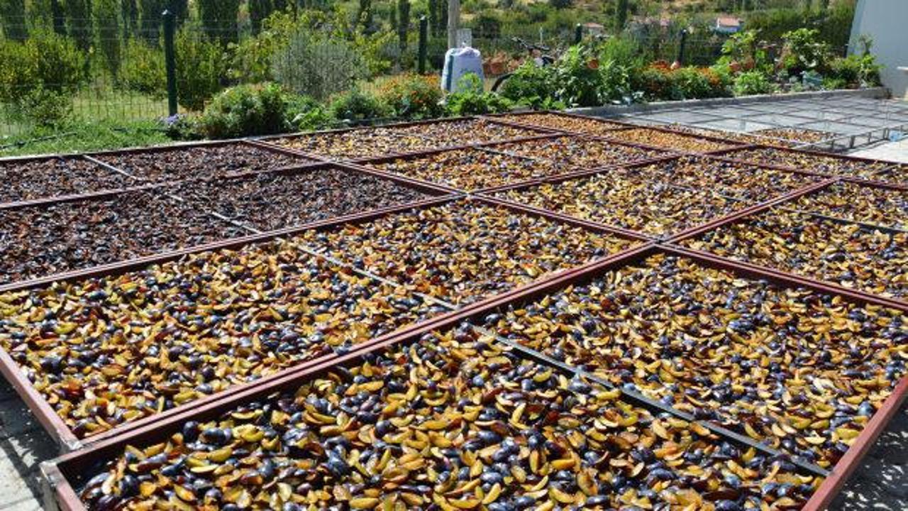 138 yıl &ouml;nce tek fidanla başladı: Yurt dışından talep yağıyor