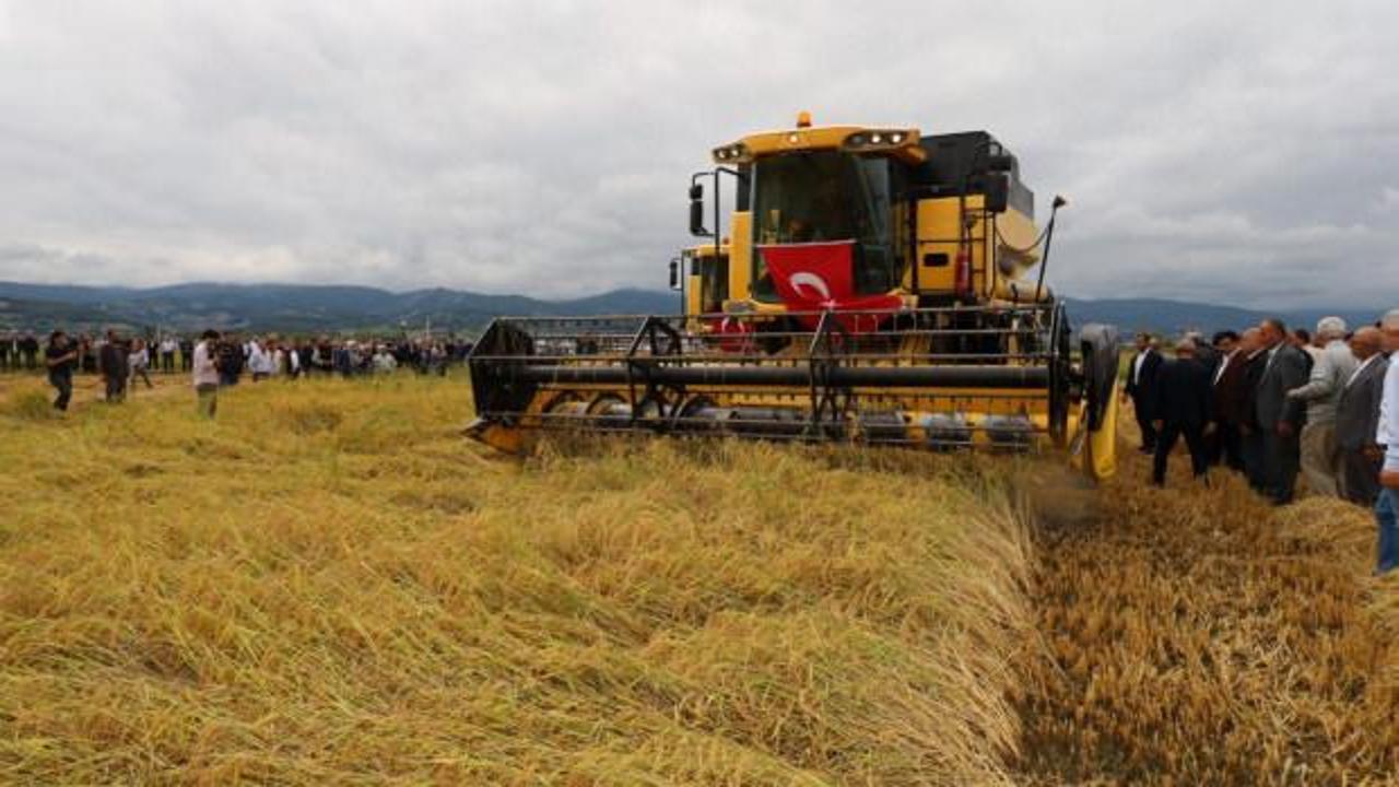 Aylardır bu anı bekliyorlardı: &Ccedil;eltik hasadı başladı!