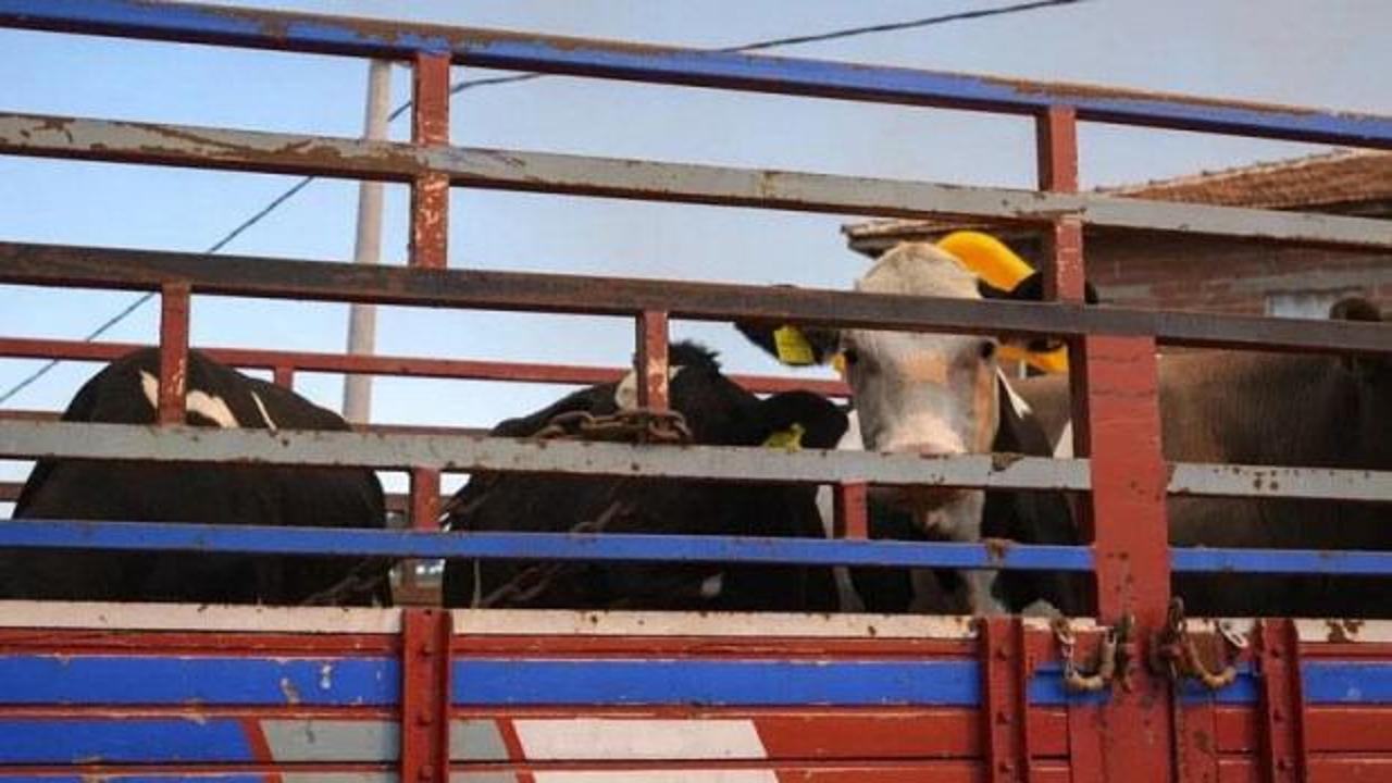 Canlı hayvan naklinde yeni d&ouml;nem: Y&ouml;netmelik değişti