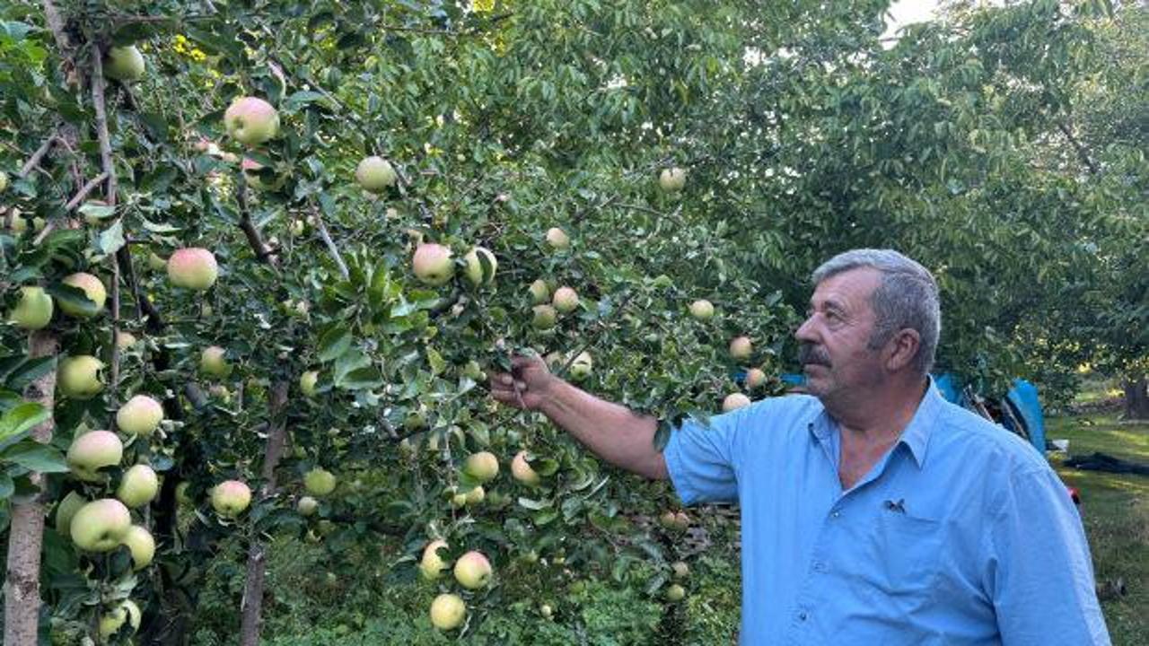 D&uuml;nyada sadece Sivas&rsquo;ta yetişiyor: Bu elma dalından koparıldıktan sonra 6 ay dayanıyor